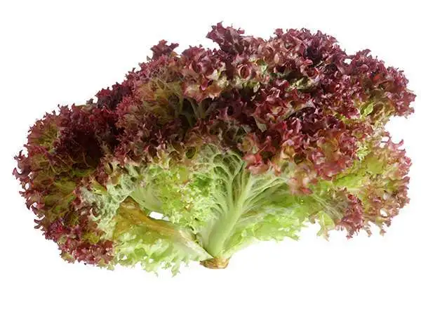 Salat mix